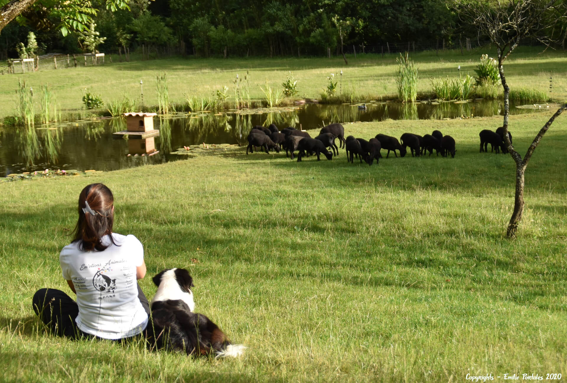 éducateur comportementaliste canin