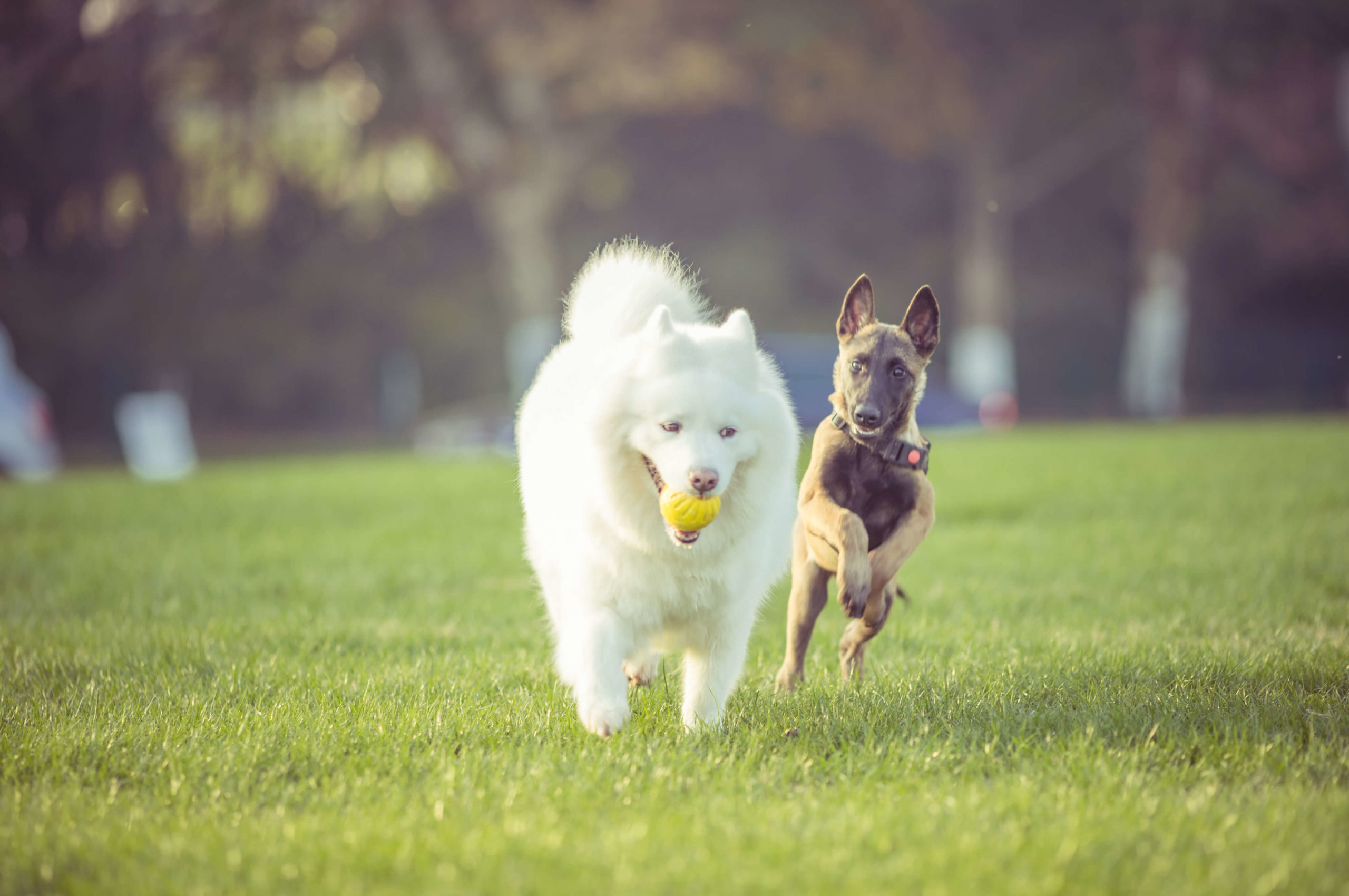 chiots cours collectifs